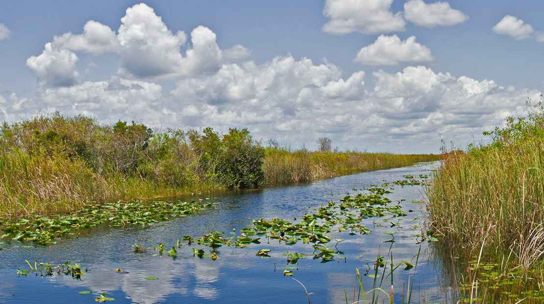 View of a canal with floating aquatic vegetation and marsh edge.