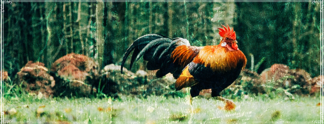 Rooster running through a field.