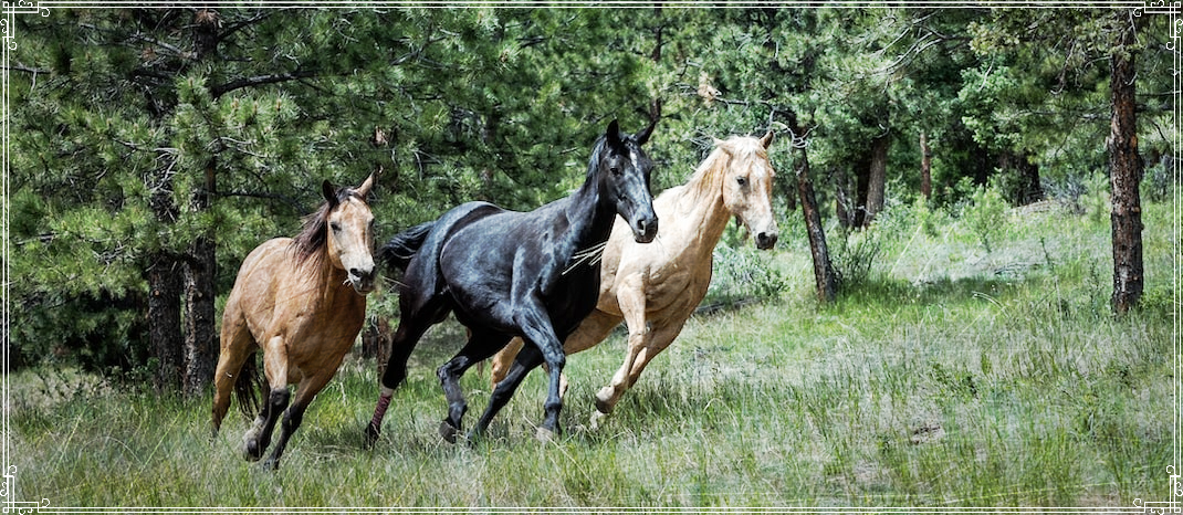 Three horses running.