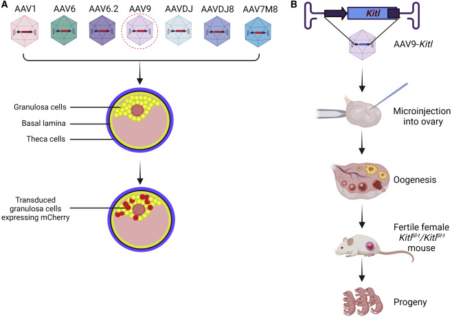 AAV-mediated gene delivery into ovaries for restoration of oogenesis in congenitally infertile mice. Source: Kanatsu-Shinohara, Lee, Miyazaki, et al, 2022.