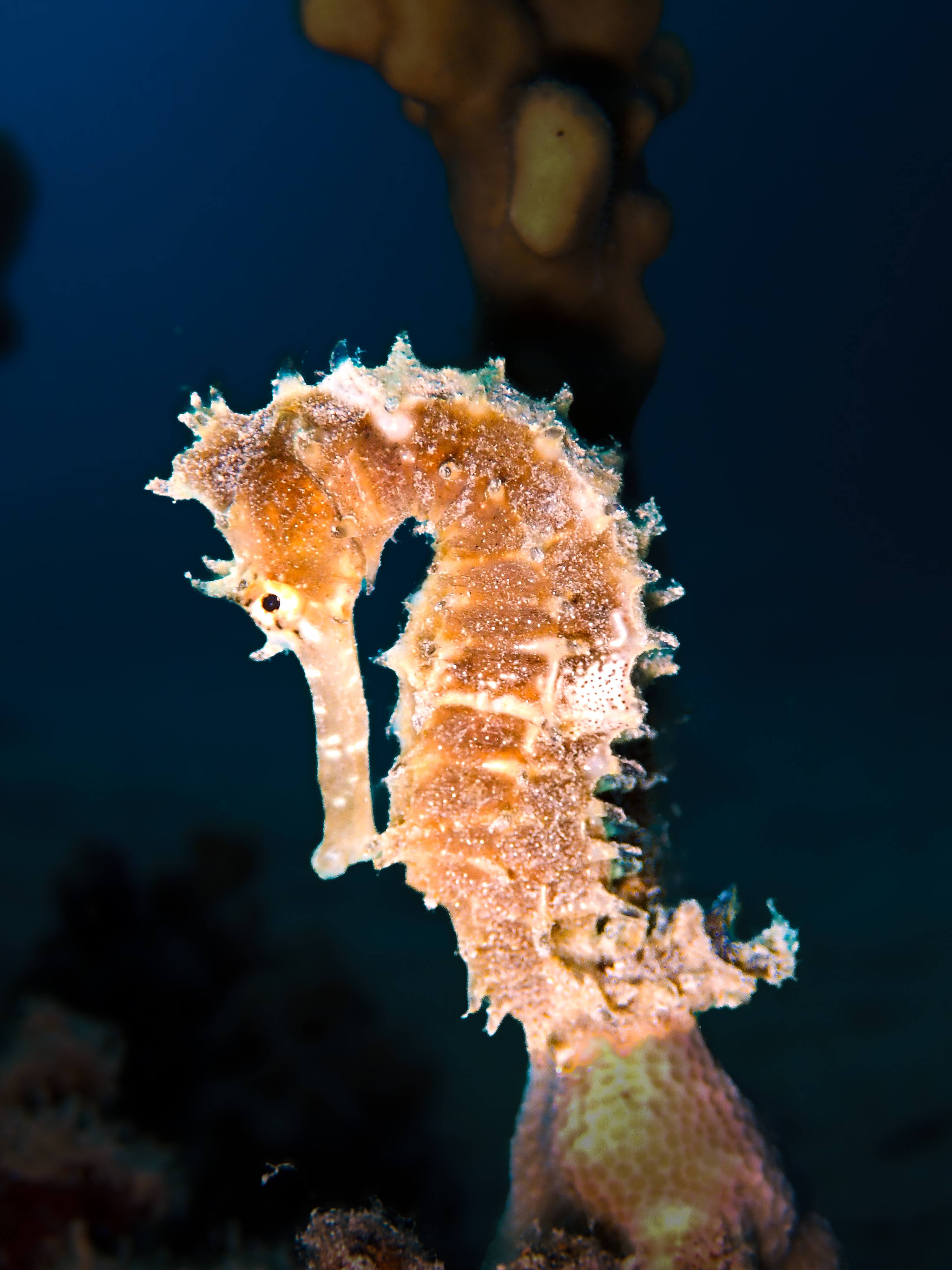 Unterwasserfoto Kurs Divevolk