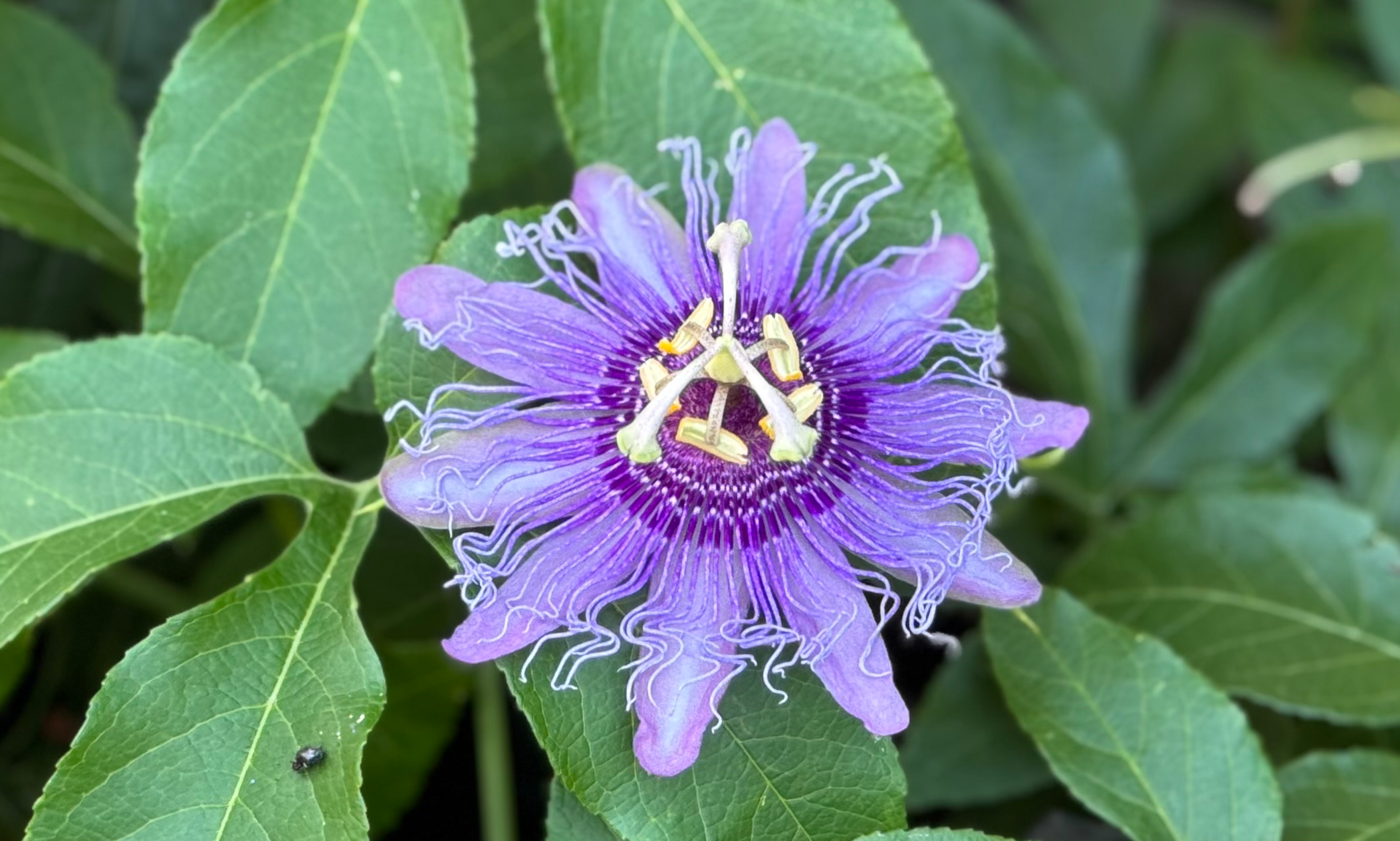 'Flowers' Teared Me Up...