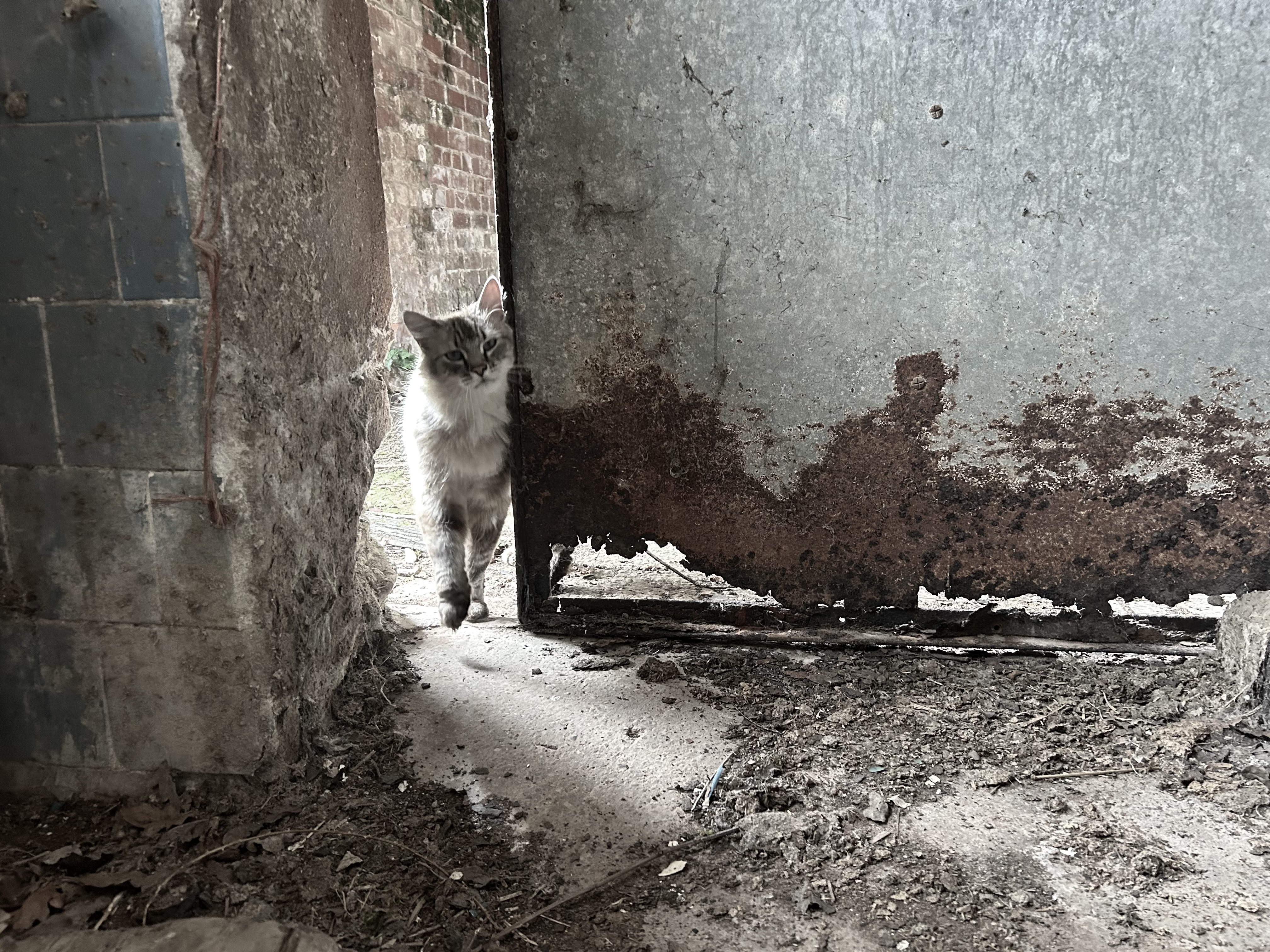 Frosty The Cat, Still Alive Today But Inspiration For A Cat in Malumdon Farm