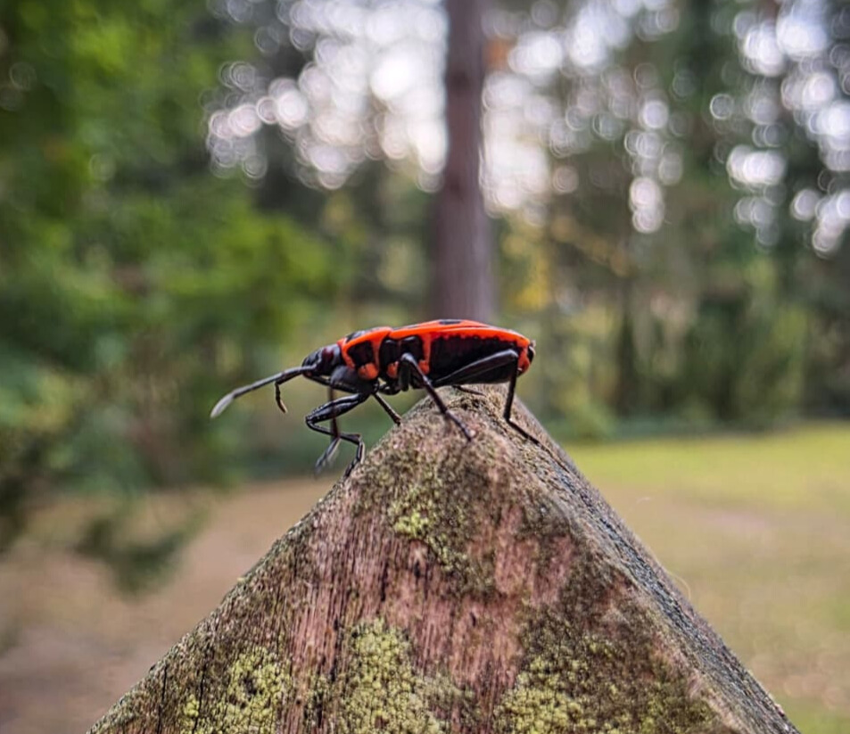 Close-up of a red and black bug on a moss-covered wooden post, with a soft, blurred forest background.