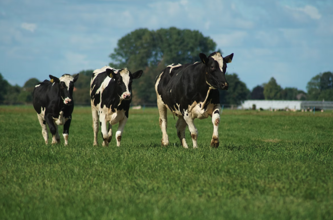 BRD In Cattle Symptoms Treatment and Prevention Guide