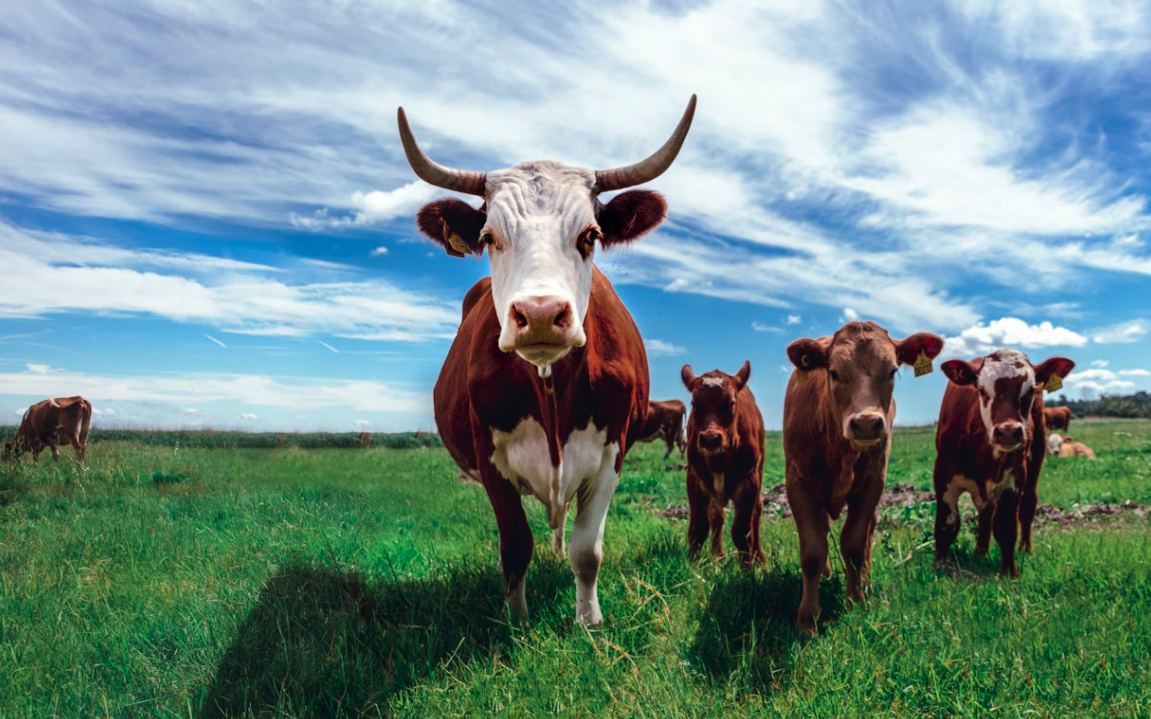 How To Treat Bloat In Cattle At Home Step by Step Guide