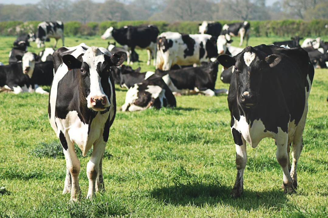 Complete Cattle Vaccination Schedule for Beef and Dairy Farmers