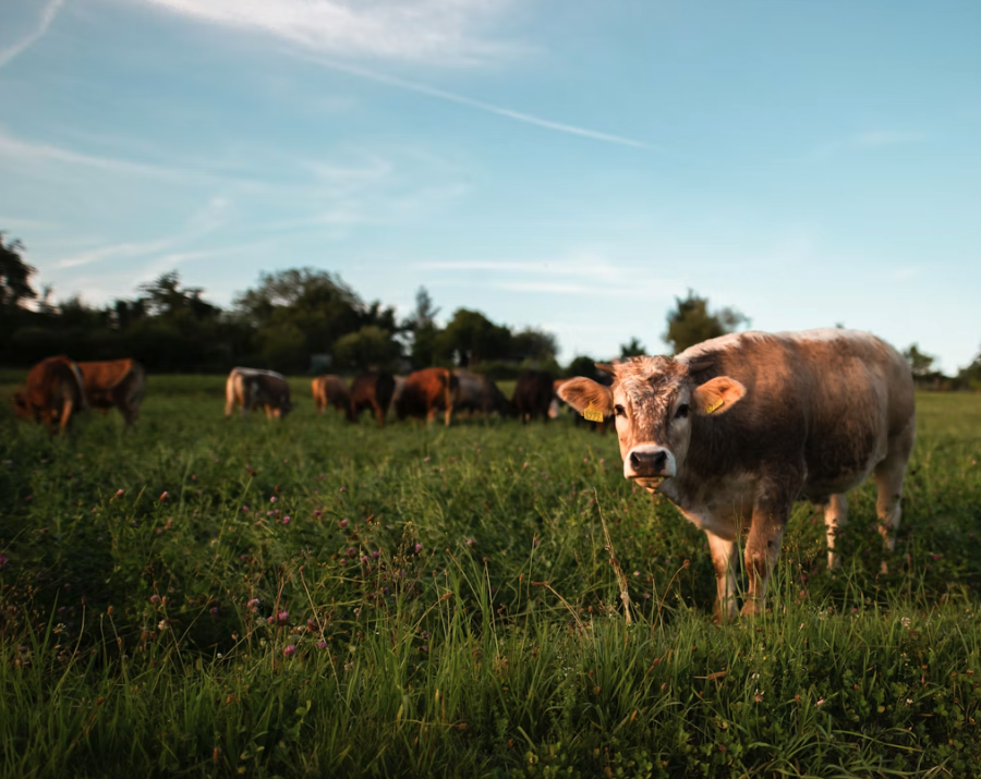 New World Screwworm Warning What Every Cattle Farmer Must Know