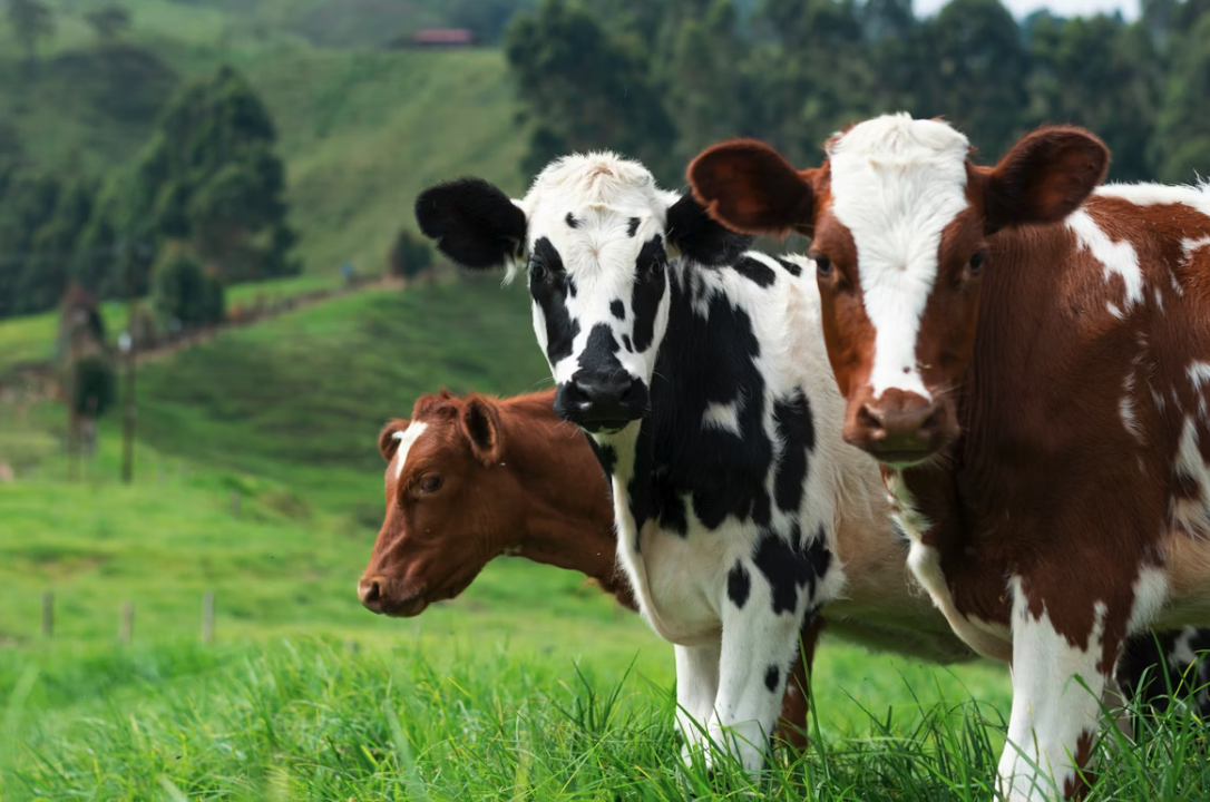 10 Warning Signs Your Cattle Are Sick And What To Do Immediately