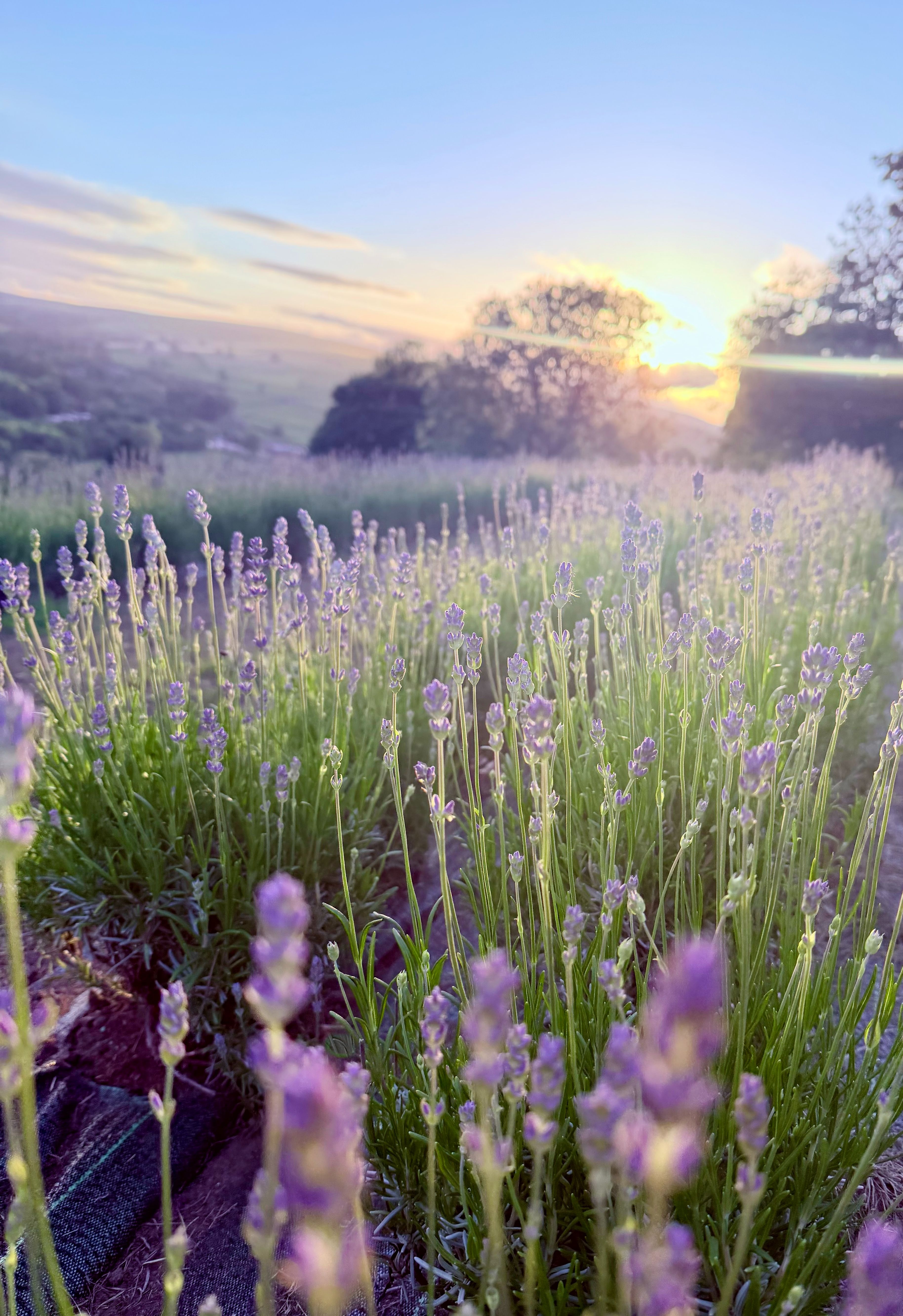nidderdale lavender fields