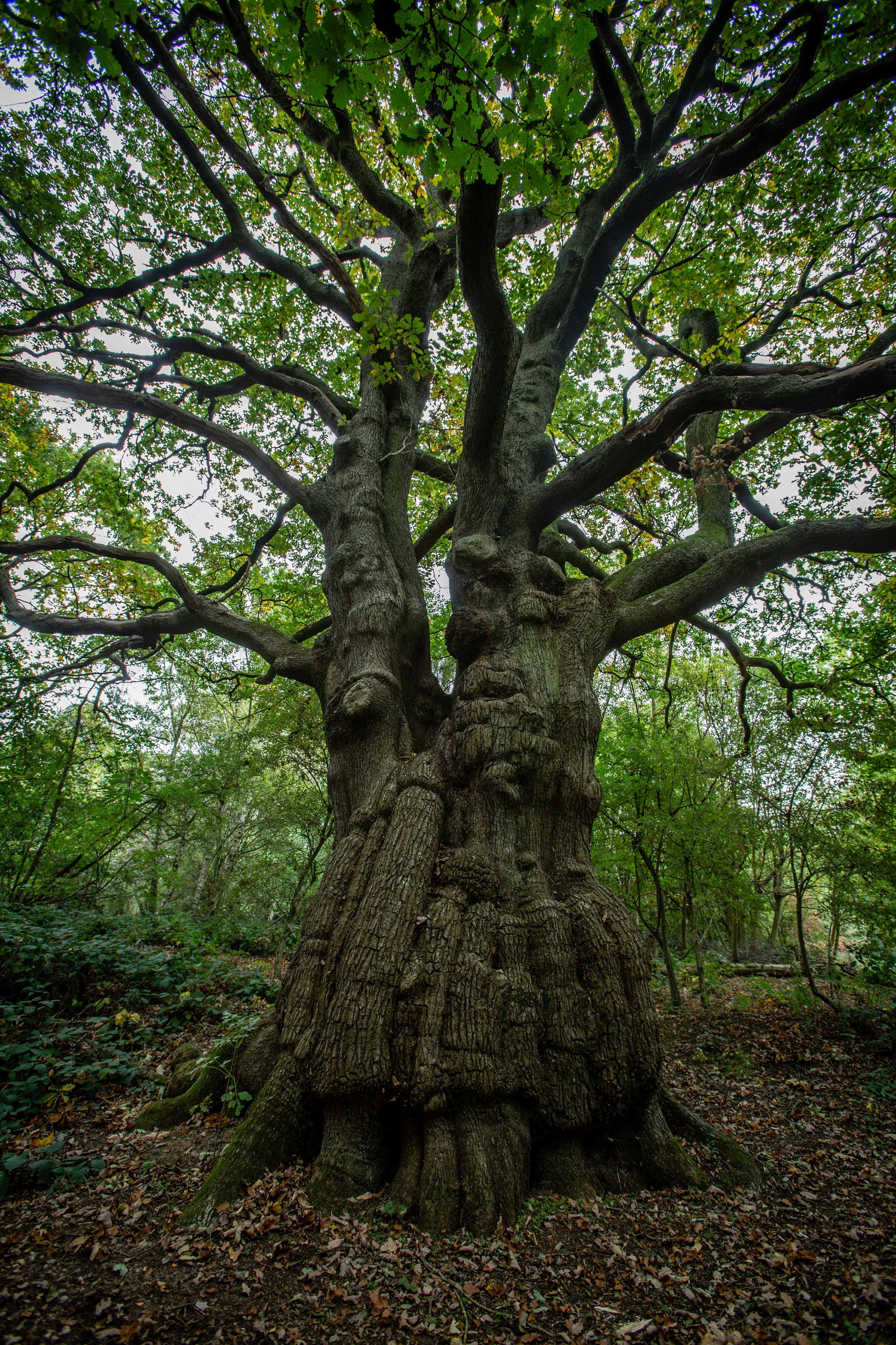 Root Over Fruit