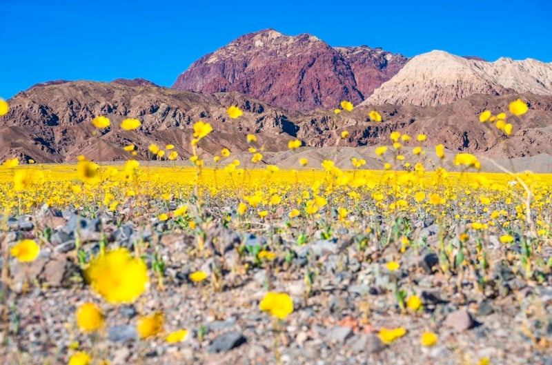 a sea of yellow flowers in a desert with a bright blue sky