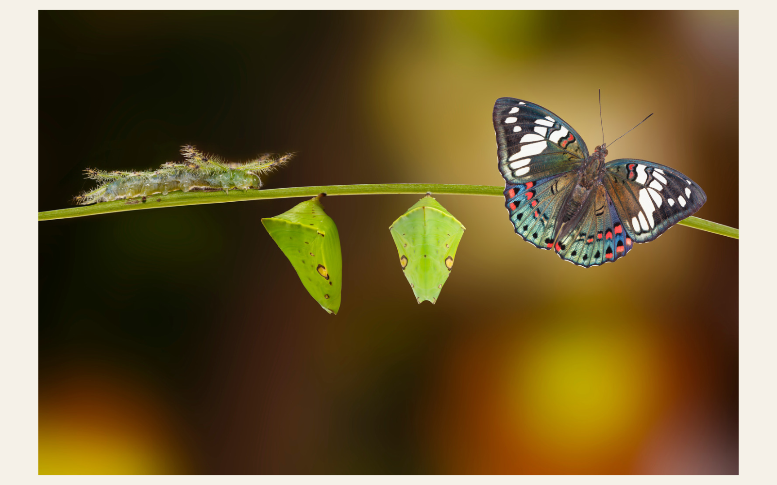 What If the Life You Want Requires You to Change? | Collective Tarot Reading