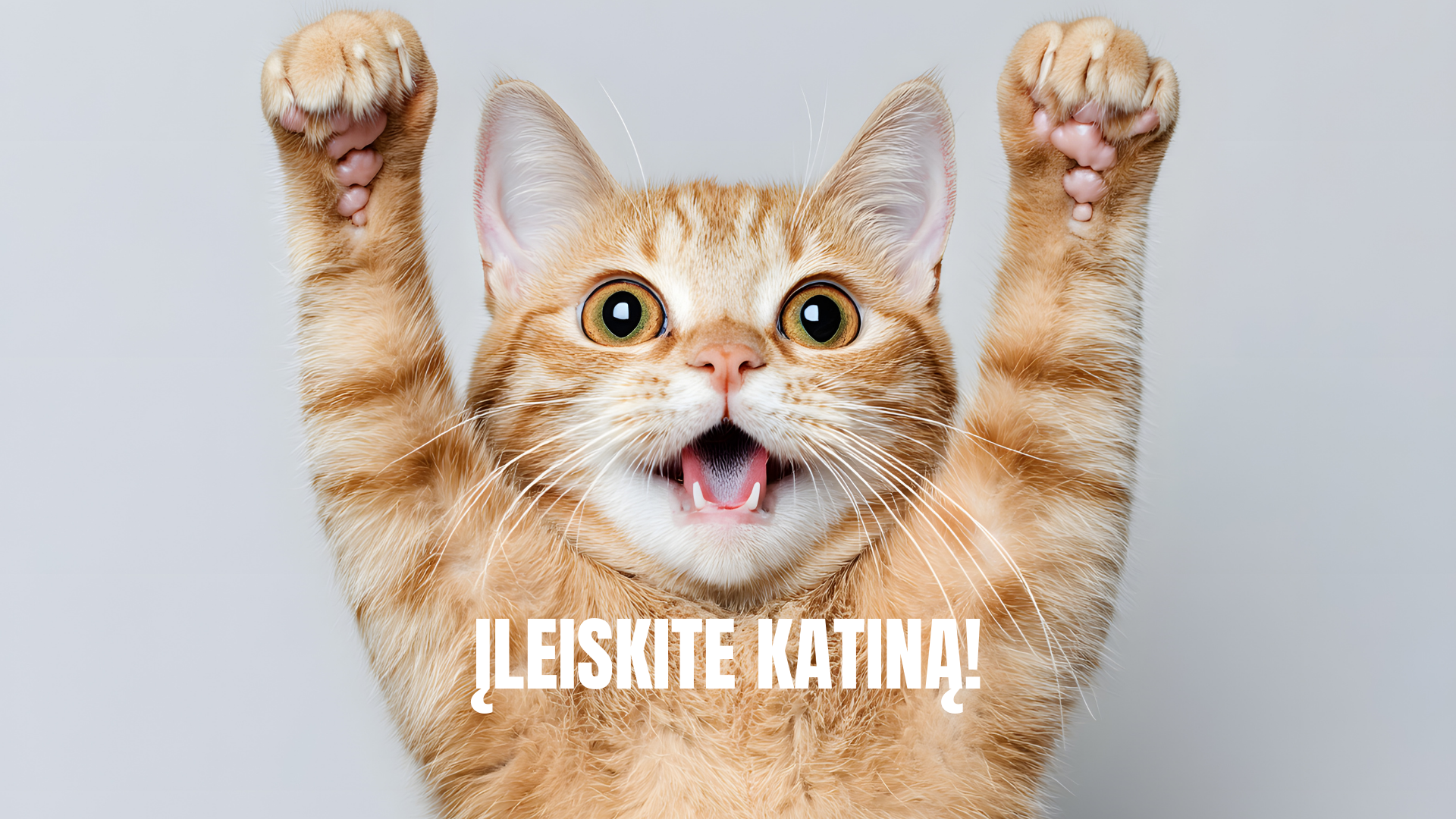 Įleiskite katiną!