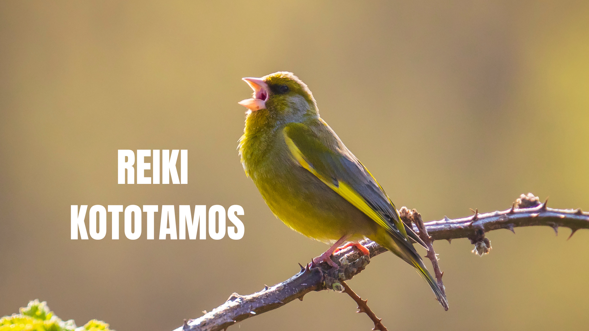 Reiki kototamos