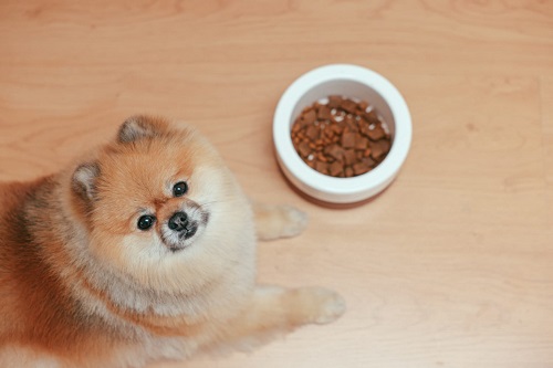 ¿Por qué mi Perro ha Dejado de Comer?