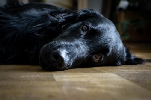 Signos de que Mi Perro está Triste