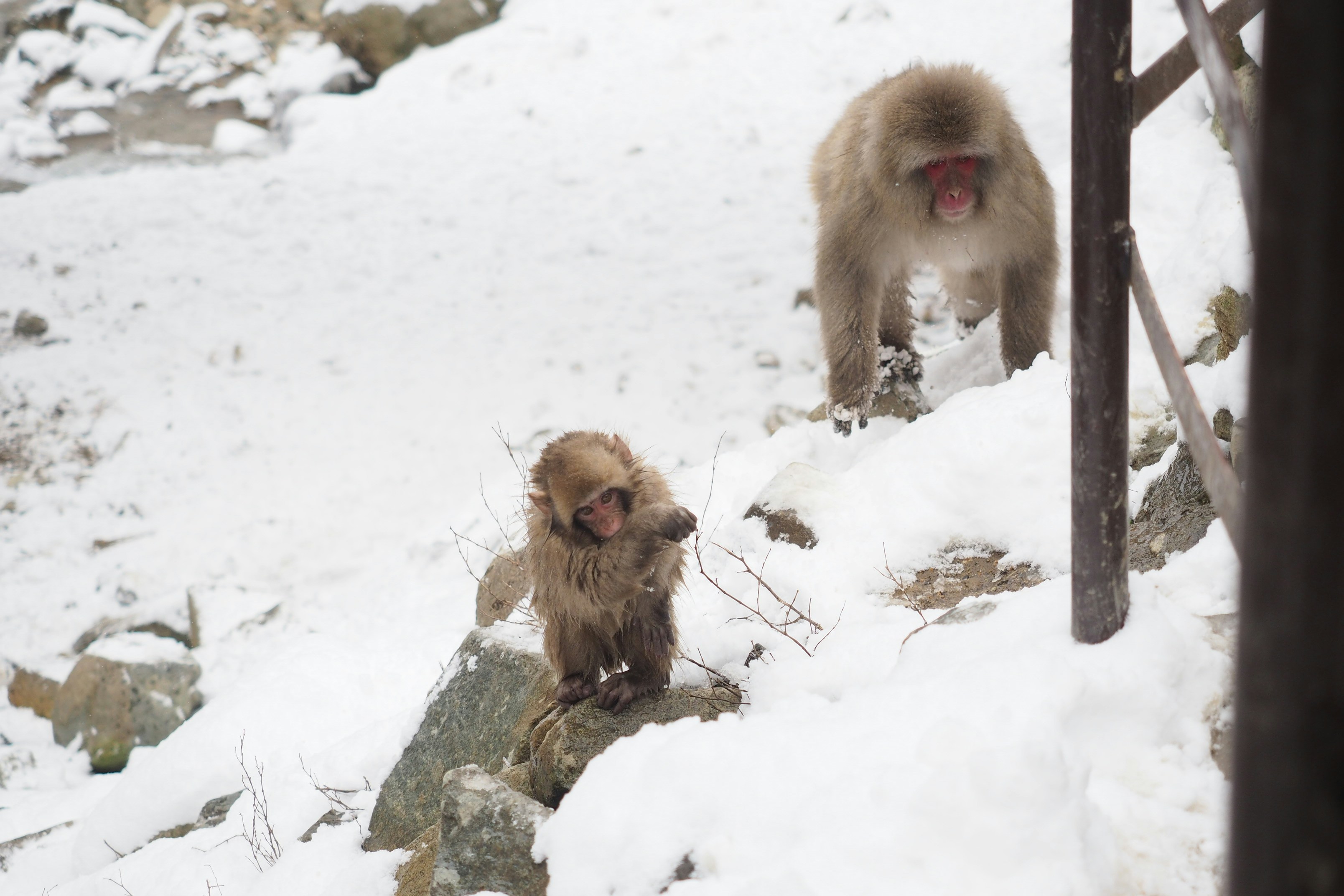 Teach and Travel: Winter Wonders for Digital Educators in Japan