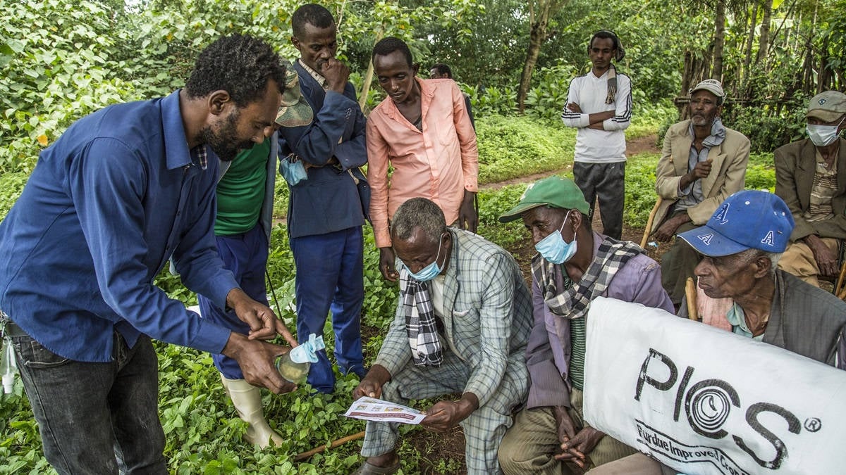 Accelerating the use of improved on-farm storage in Ethiopia