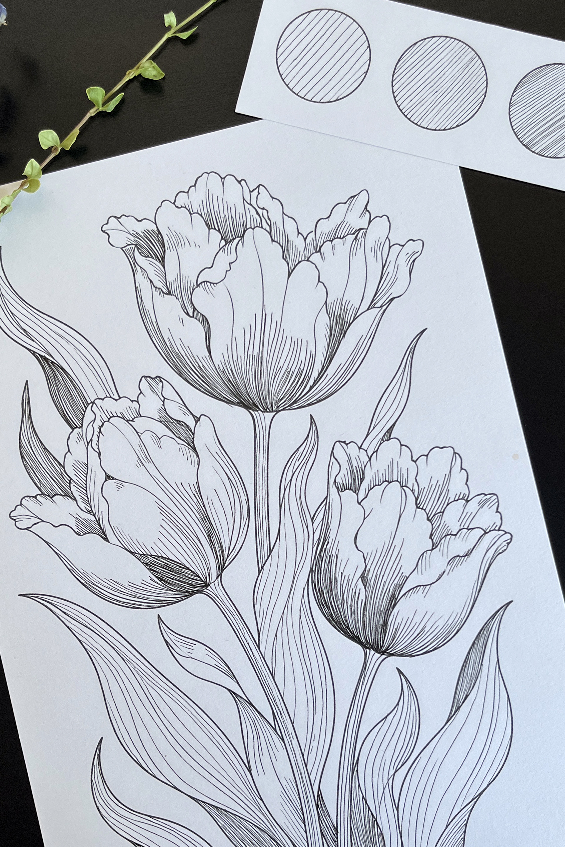 Iris’s tulip line drawing with hatched petals, beside three circular exercises showing different stroke densities