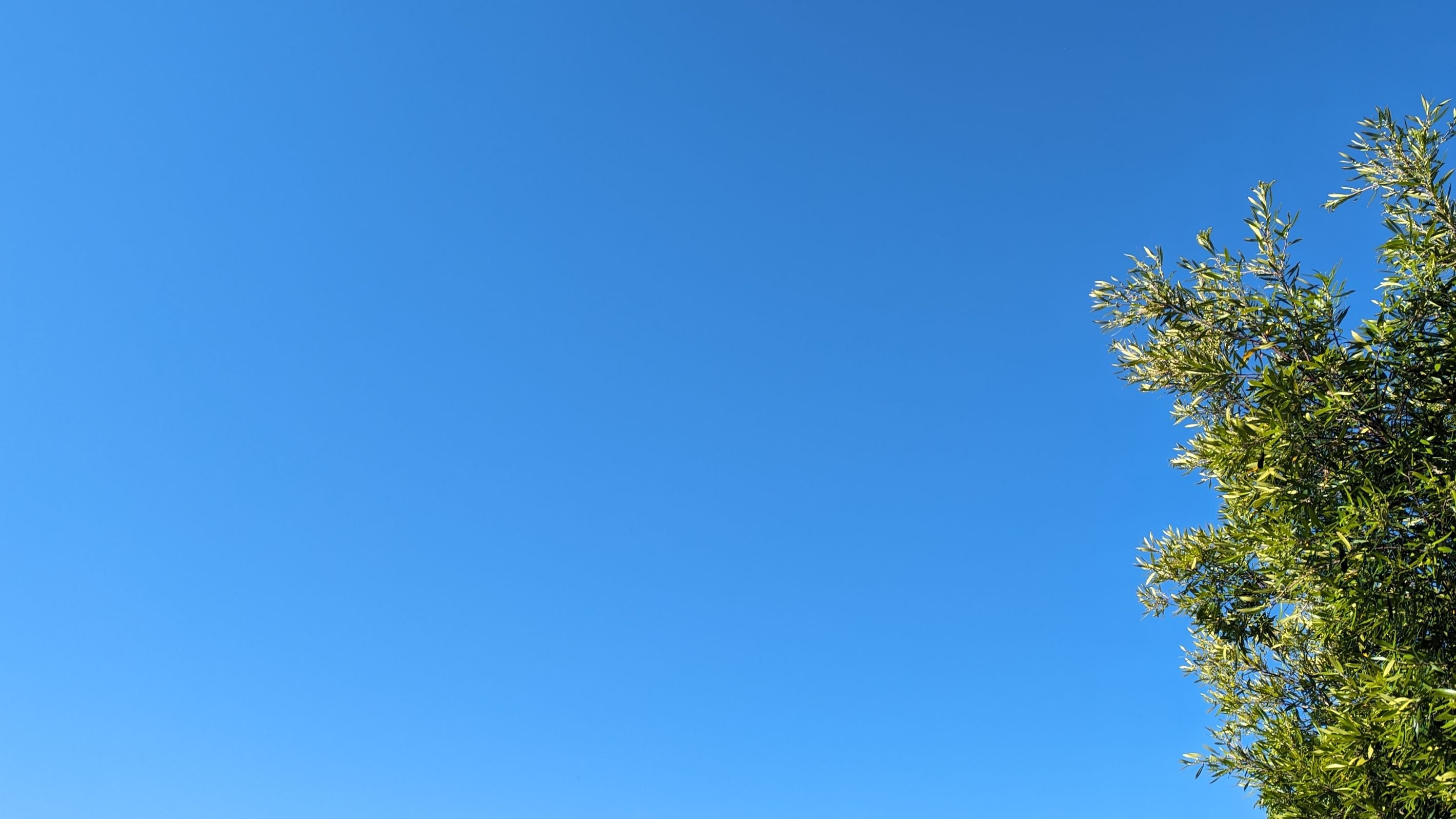 Blue sky with braches of green leaves of a tree on the side taking up one fourth of the photo