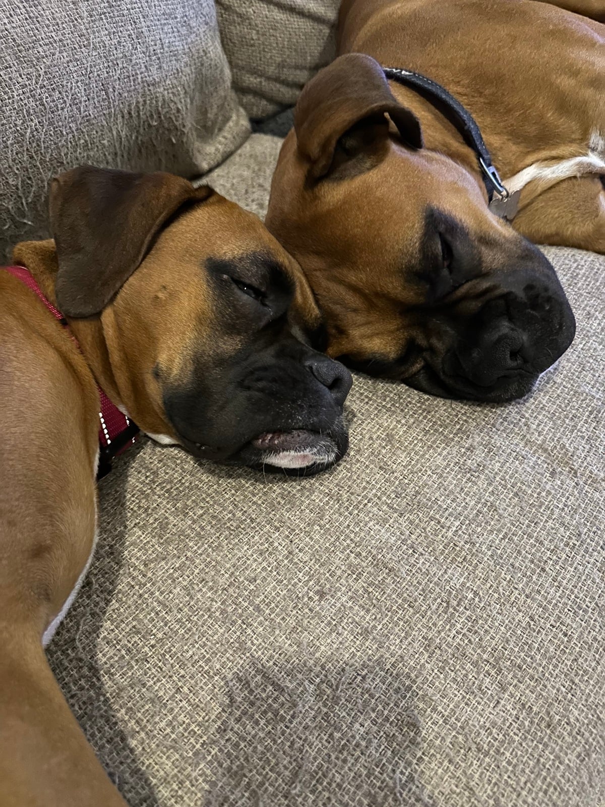 Angus and Ruby, Karl's two boxers