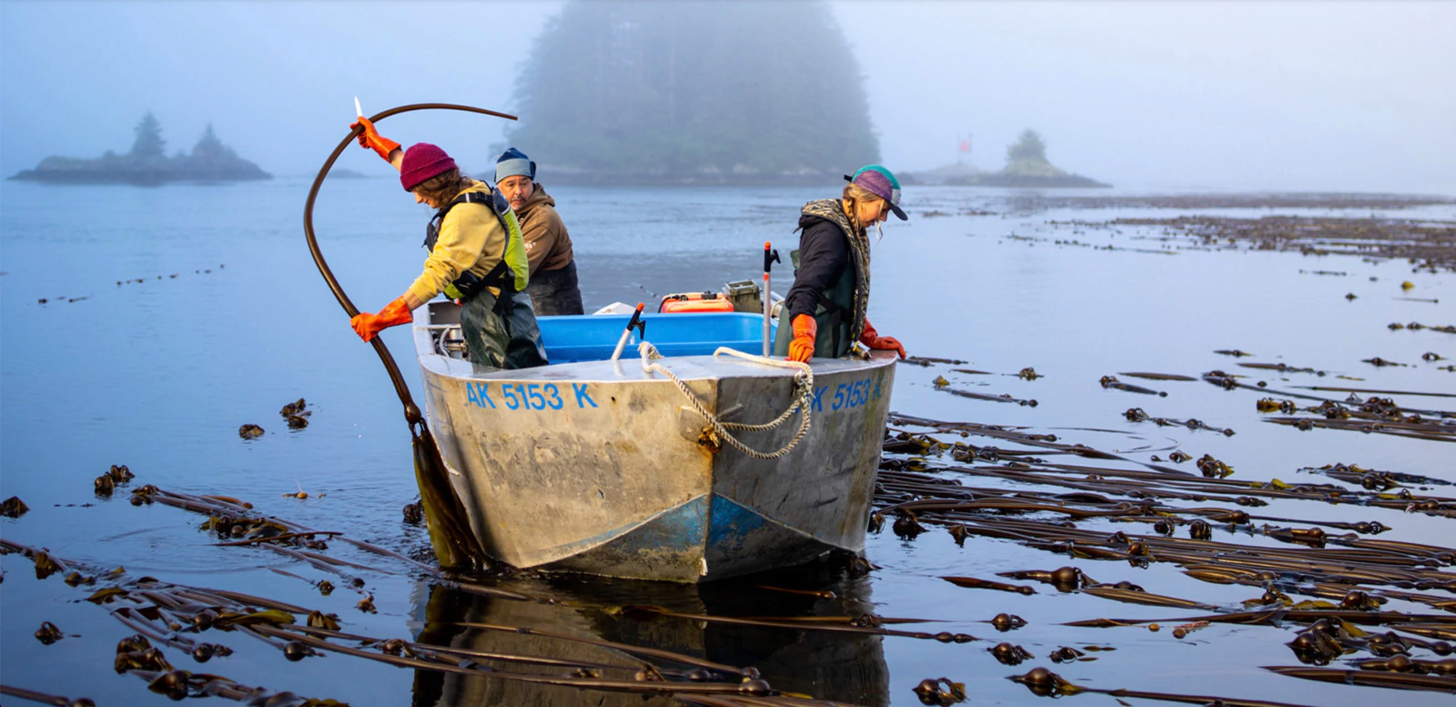 Afbeelding - Kelpwoudplukkers - Patagonia