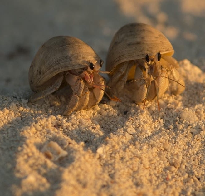 Afbeelding - Hermit Crabs Use Social Networking To Find New Homes - AskNature