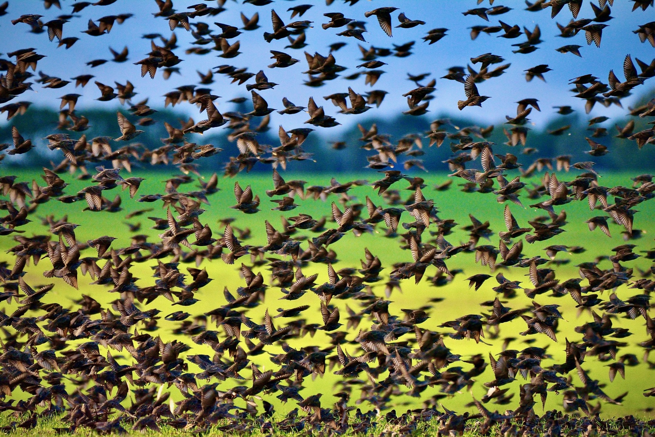 Starlings Coordinate Movements Within a Flock - AskNature - Afbeelding