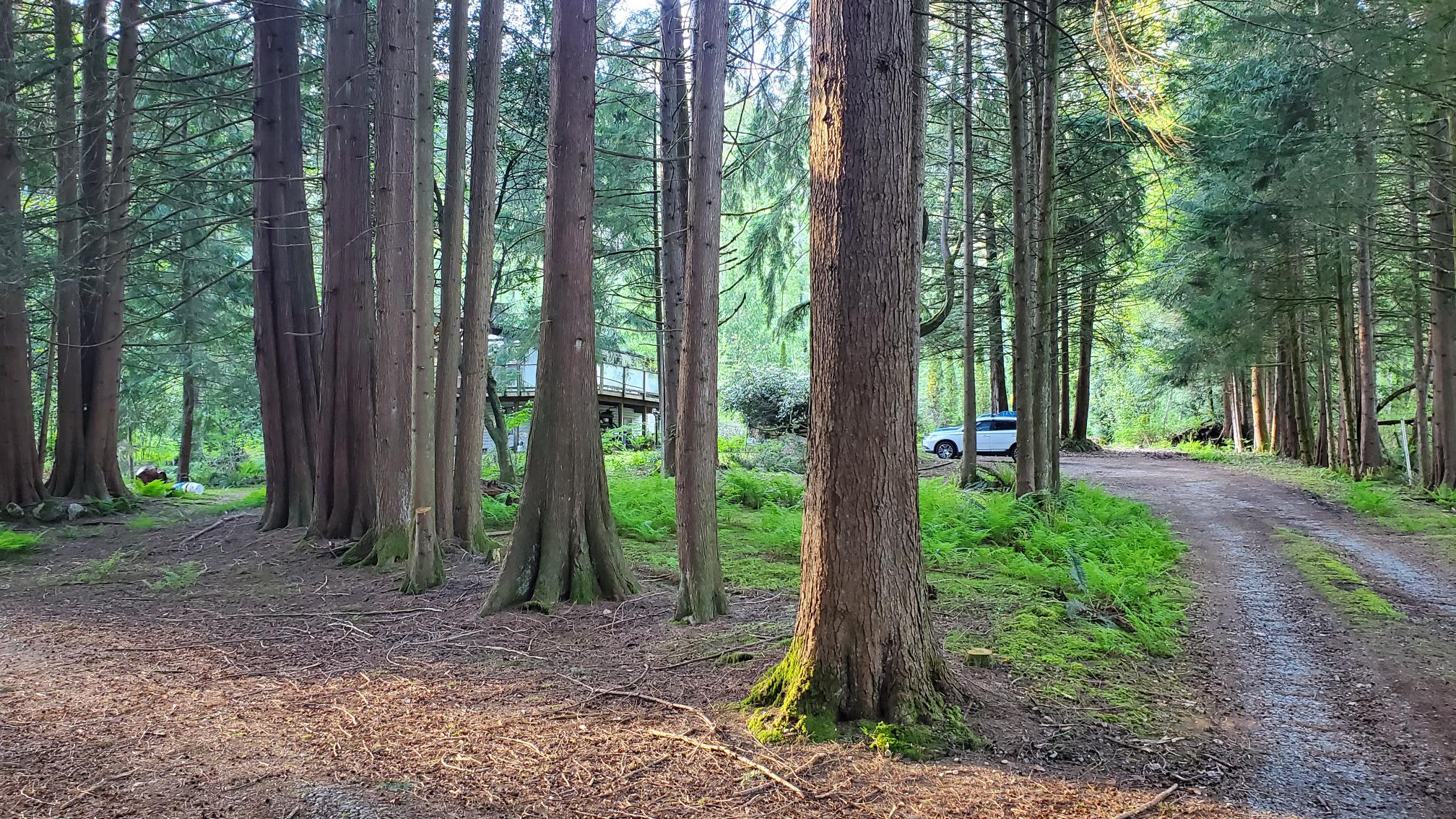 A forest in Canada