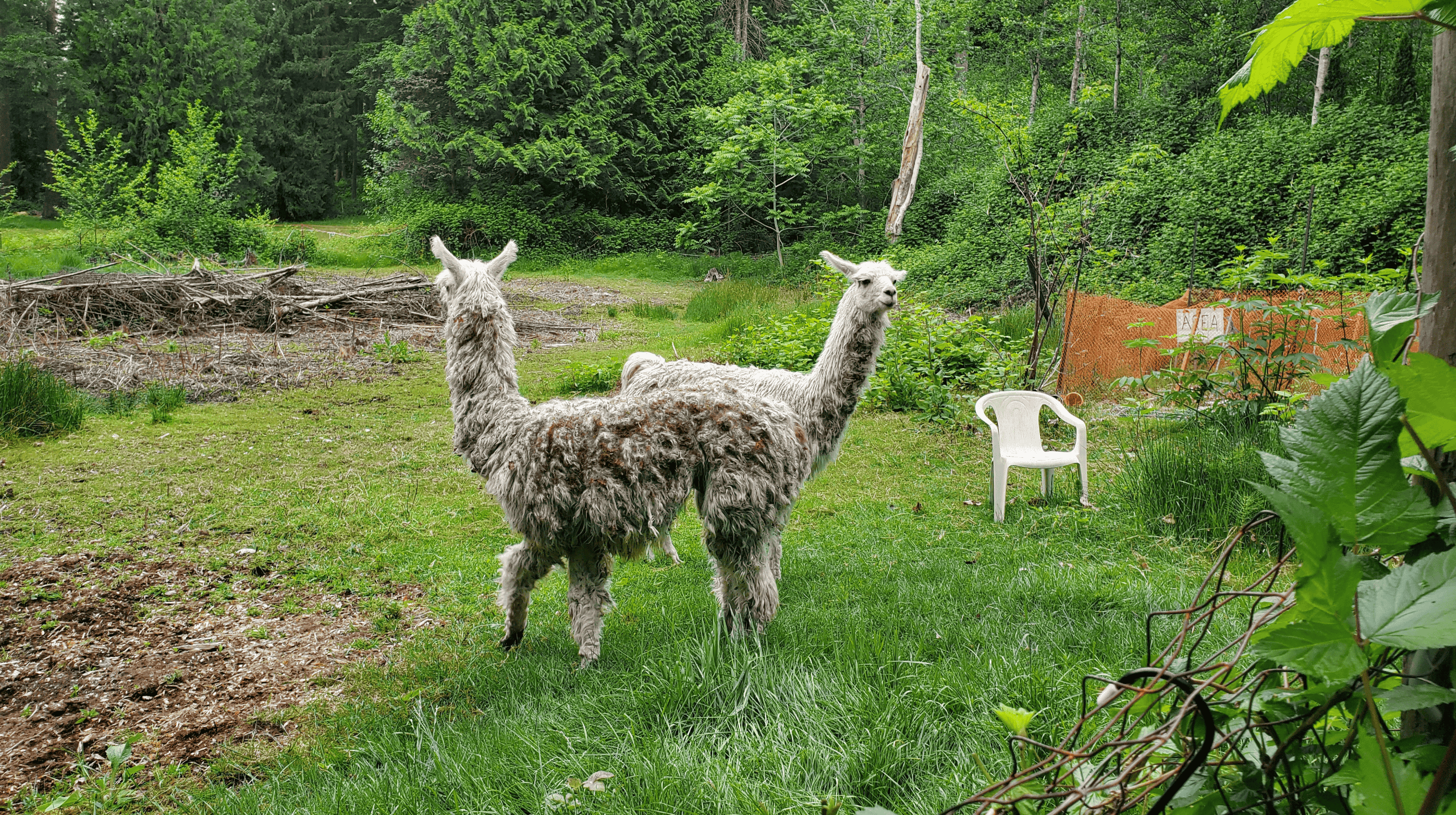 Llama Dynamics: The Growing Pains of Creating a New Herd