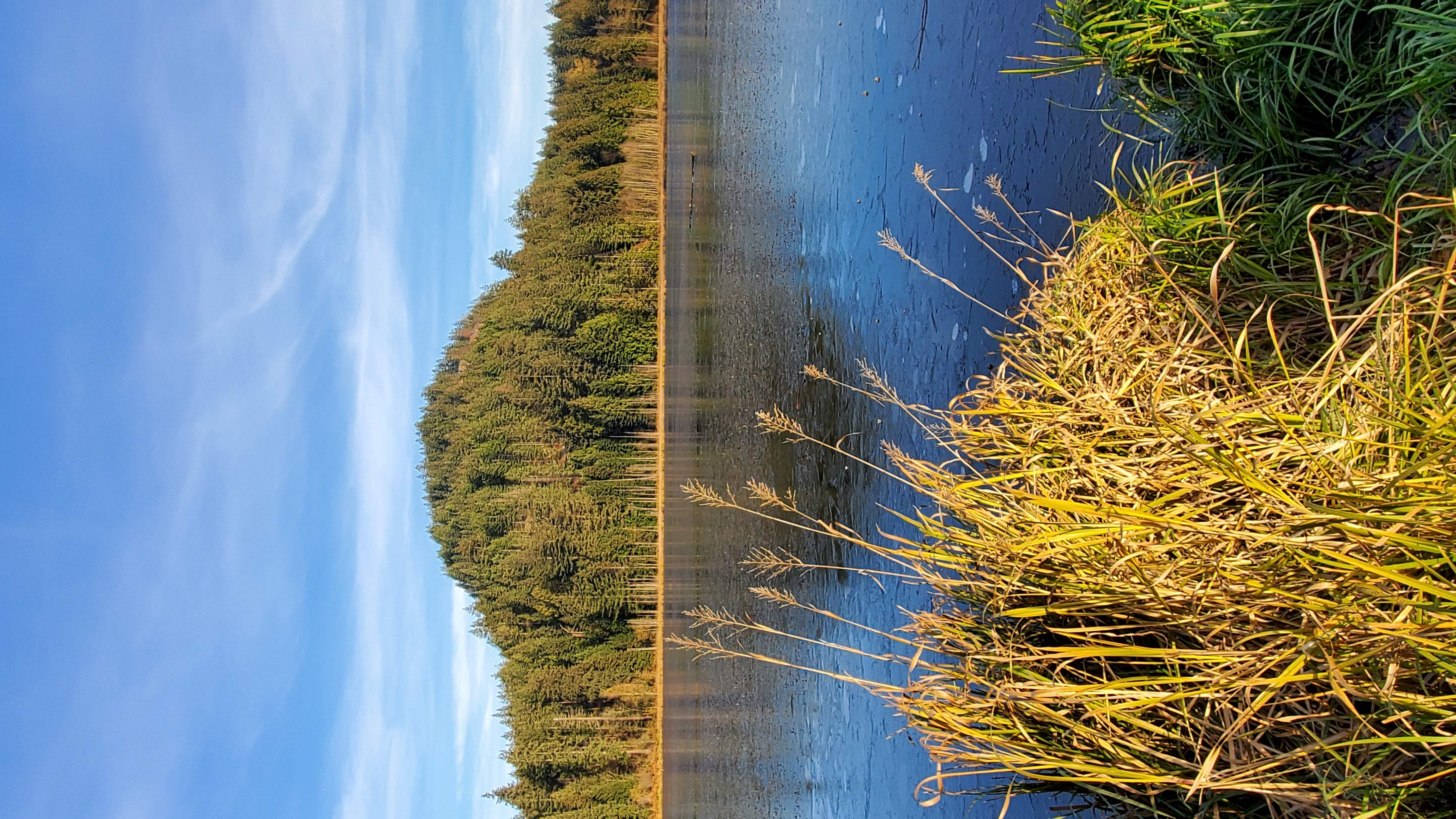 A lake, forest, and clear blue sky in Canada.