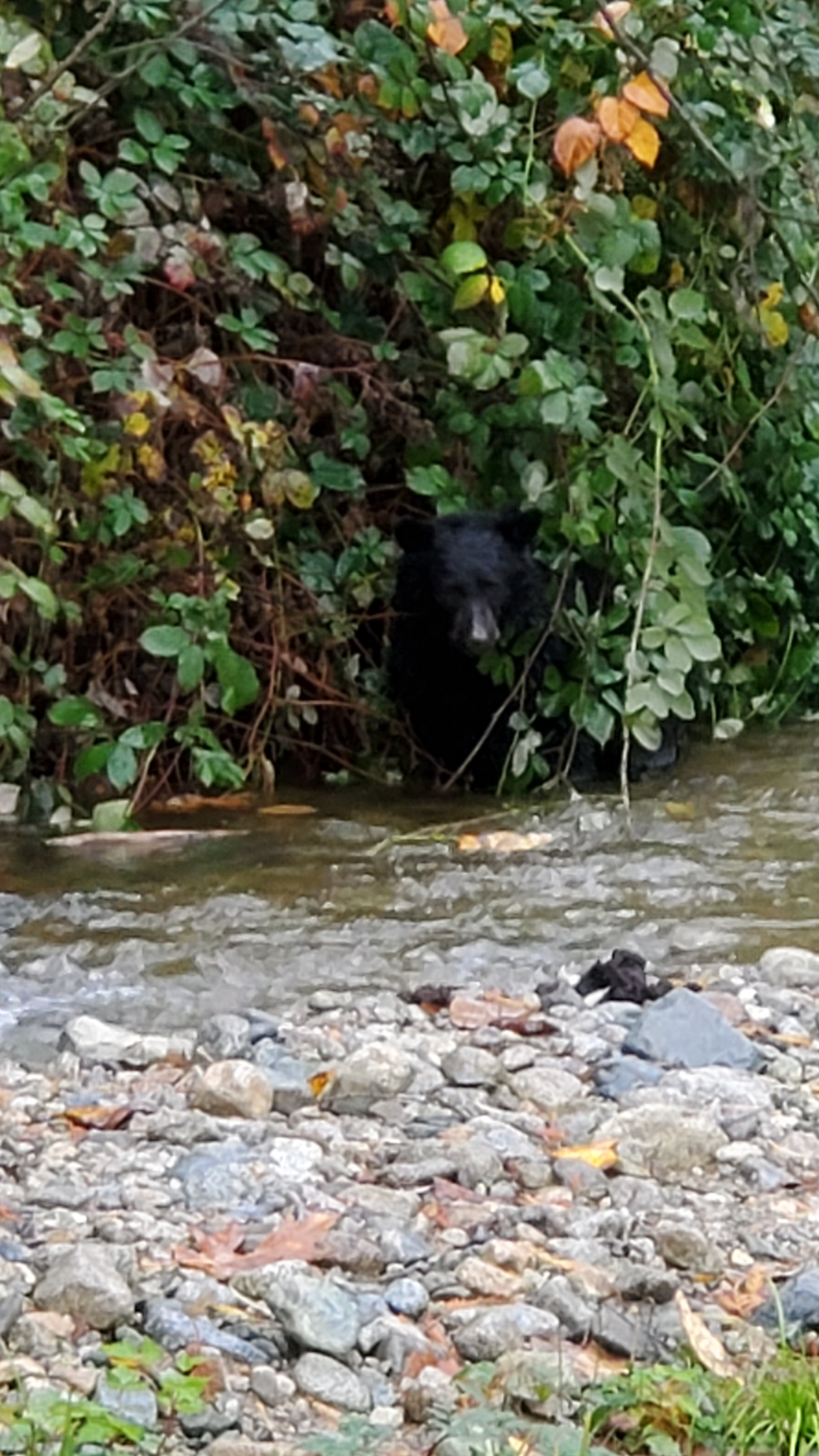 Black bear sighting near home by a creek