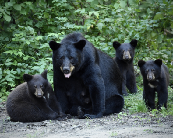 Where Have all the Bears Gone?