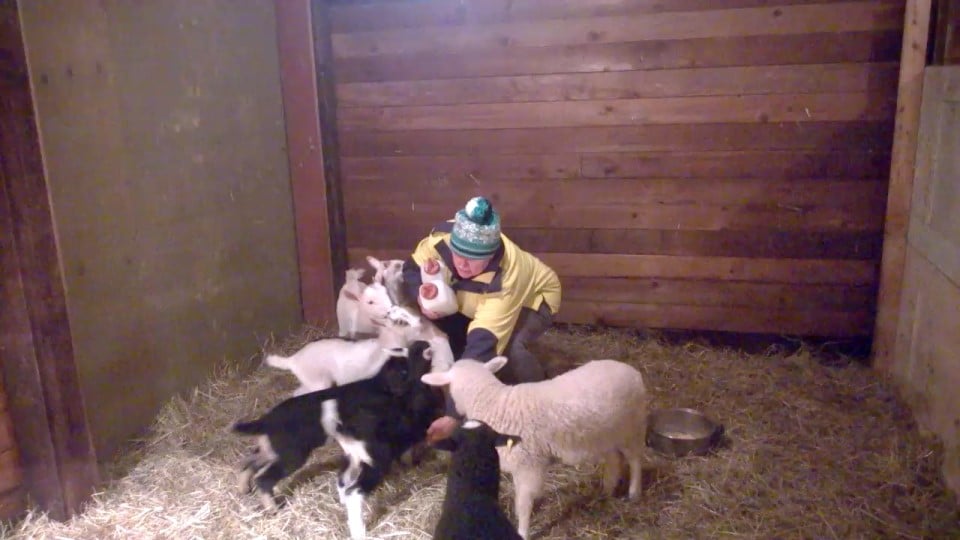 Nancy McNeil, Children's Picture Book Author, with baby goat