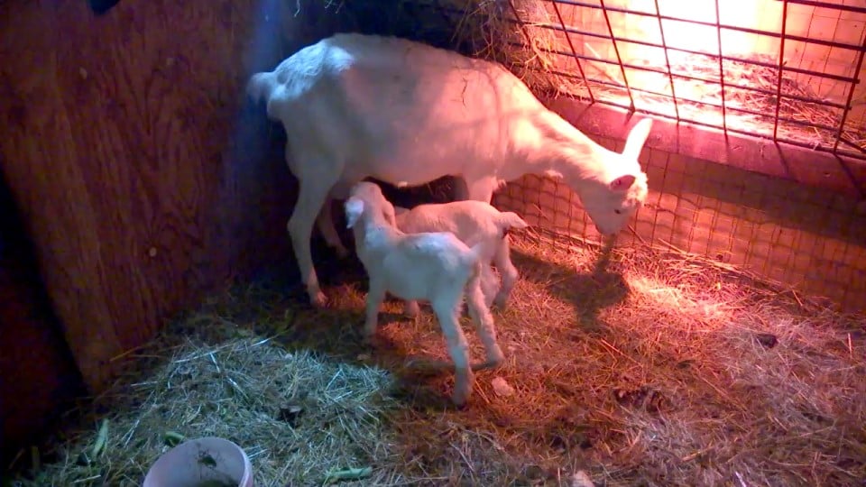 Baby goats and their mom