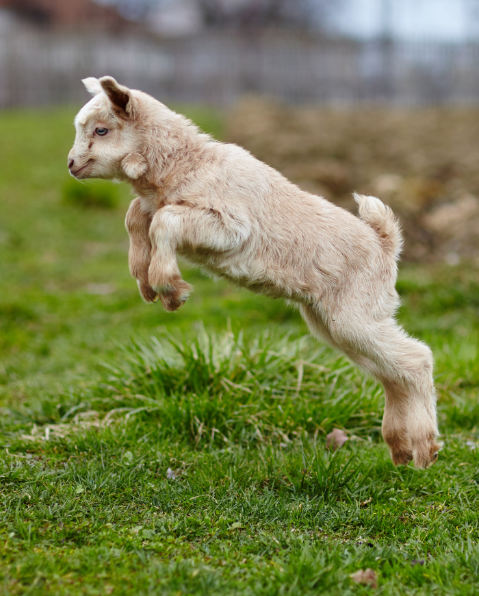 Baby goat jumping around its farm.