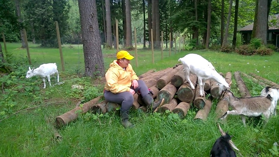 Baby goats in the forest near a farm.