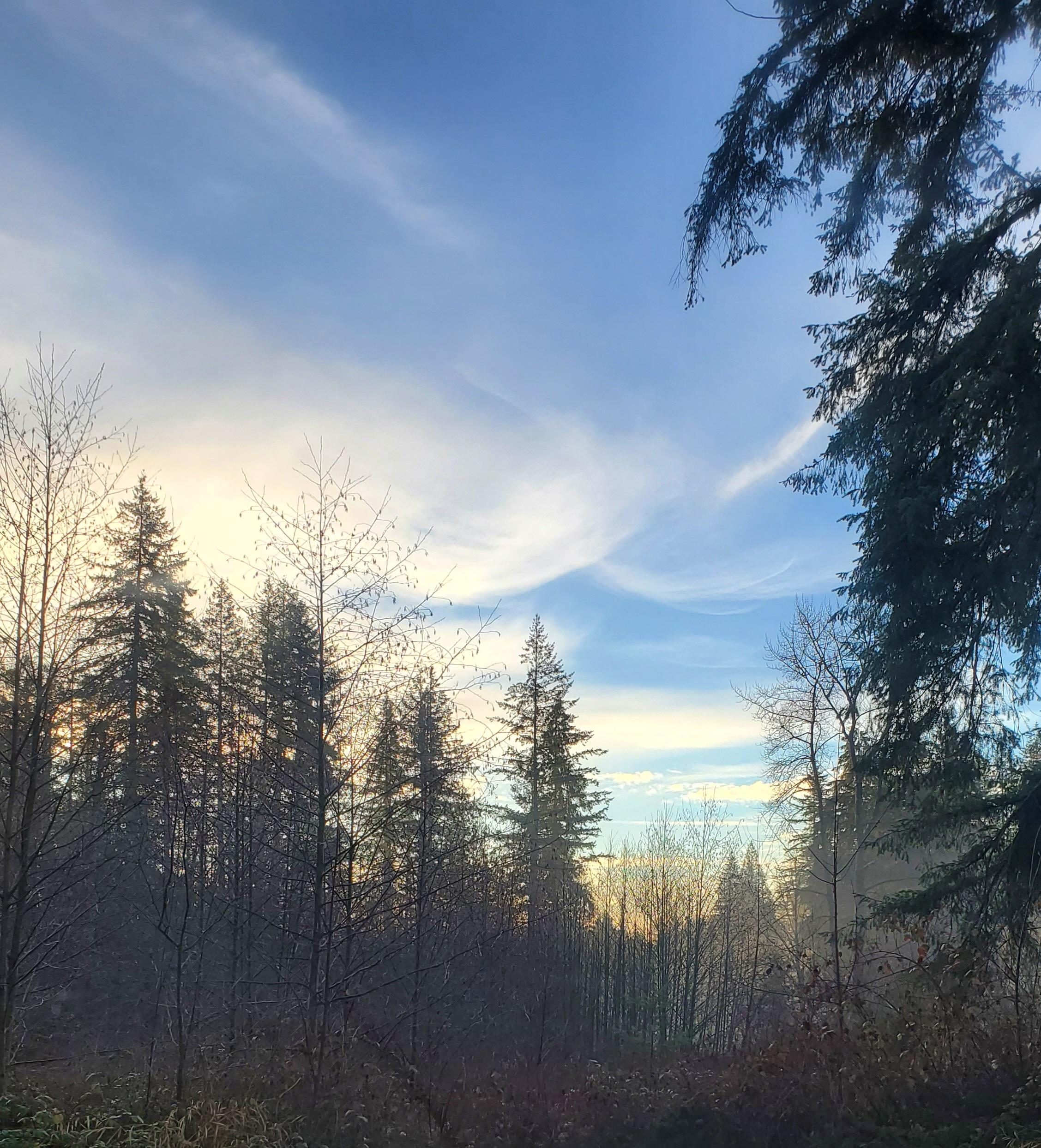 A forest in Canada