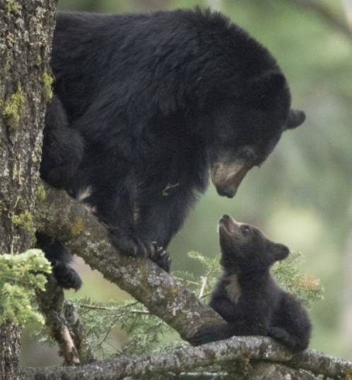 A mama bear and her cub