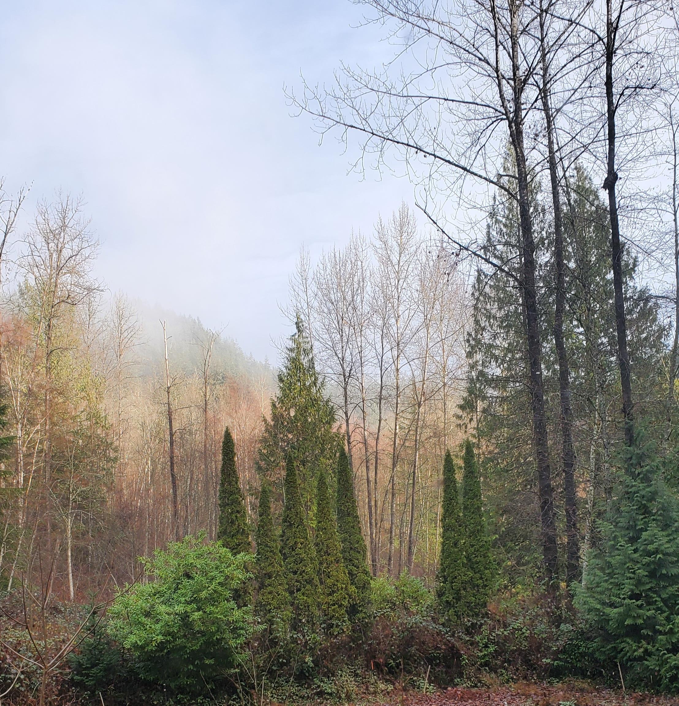 A forest in Canada