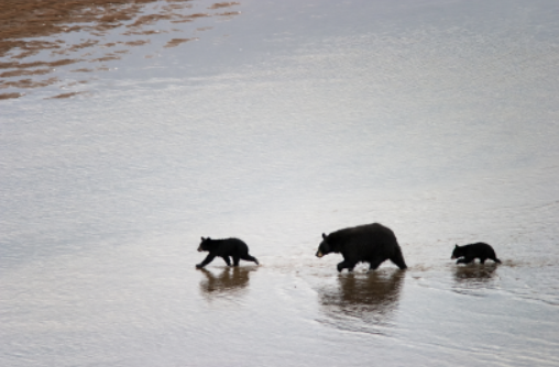 A bear family crossing a river