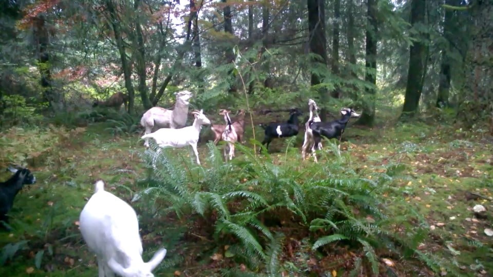 Baby goats in the forest near a farm.