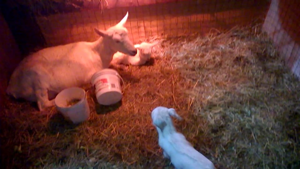 Baby goats and their mom