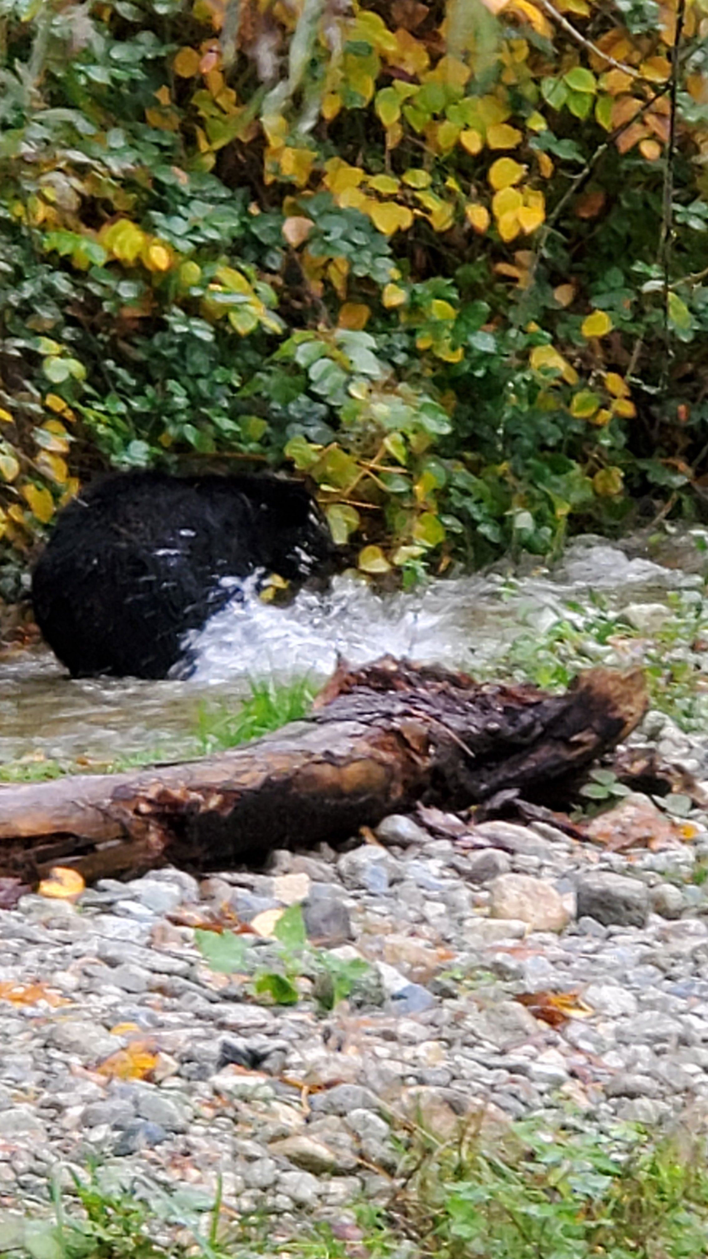 Black bear sighting near home by a creek