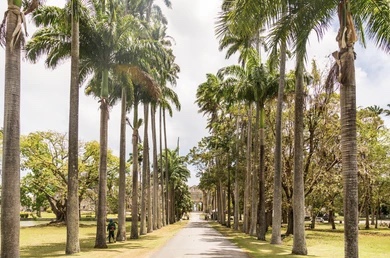 Codrington College, Barbados, road lined with palm trees