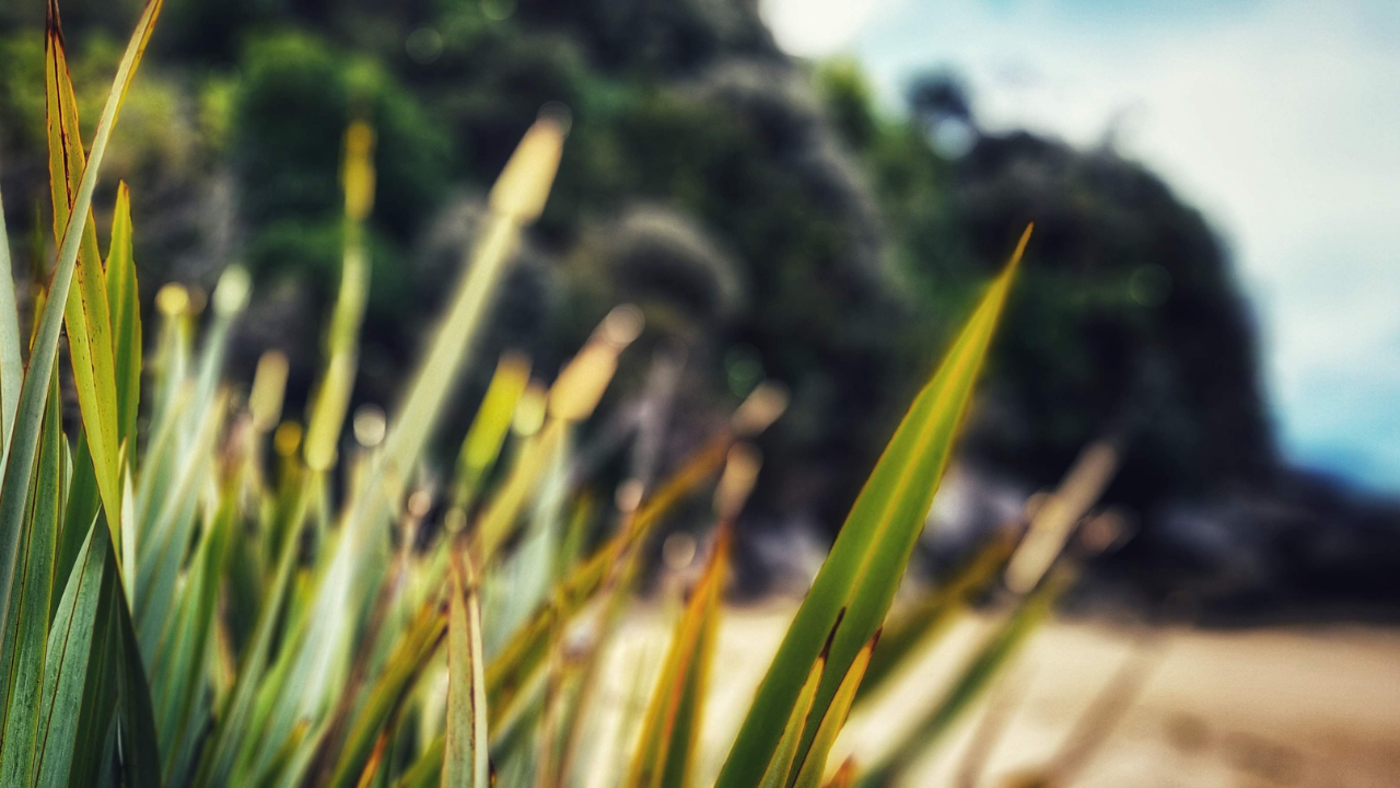 Finding Flax