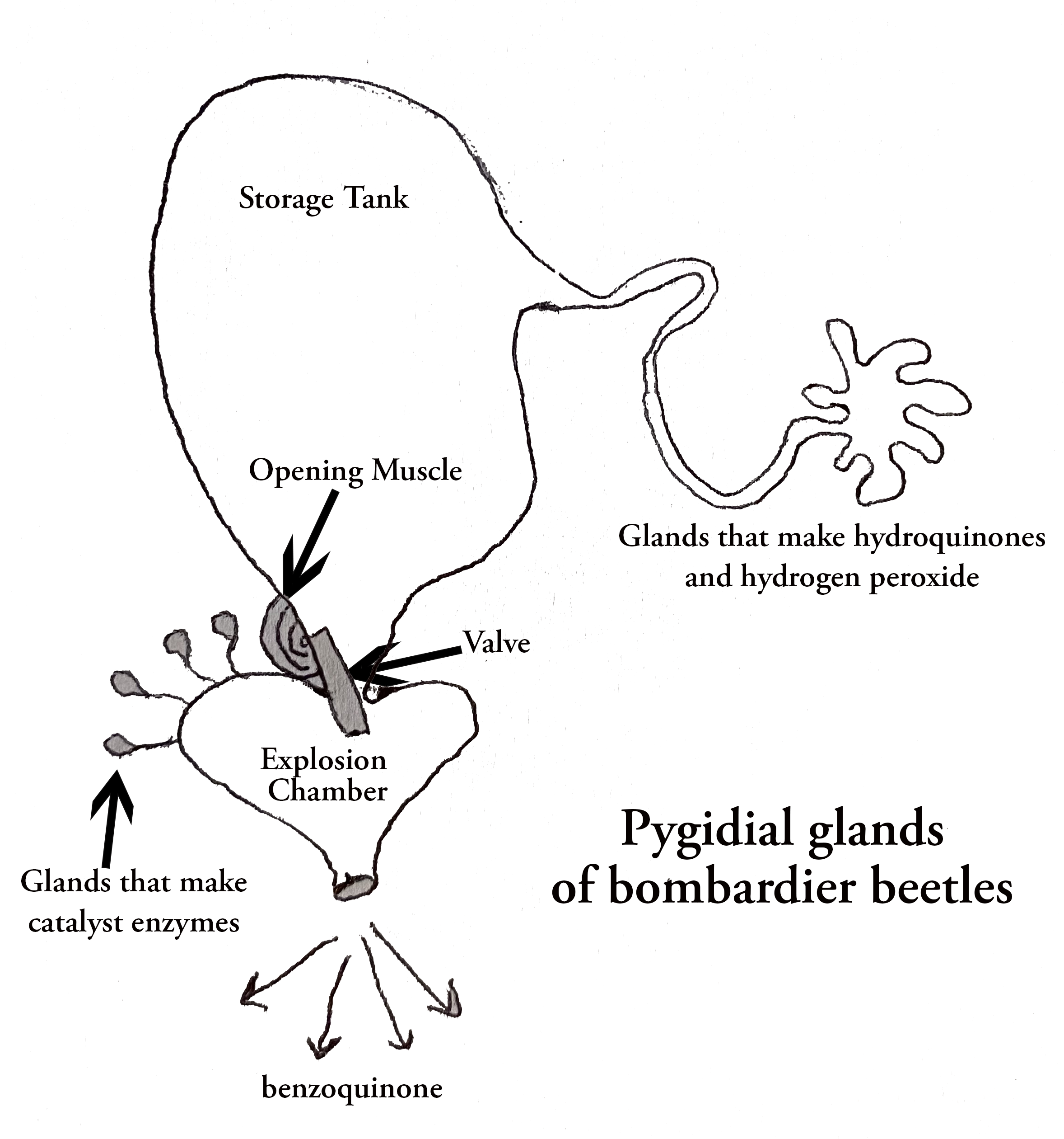 Sketch of the pygidial glands of bombardier beetles