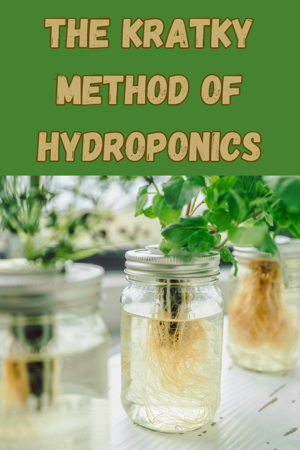 Kratky Method of Hydroponics: An Innovative Way to Grow Plants without Pumps or Electricity