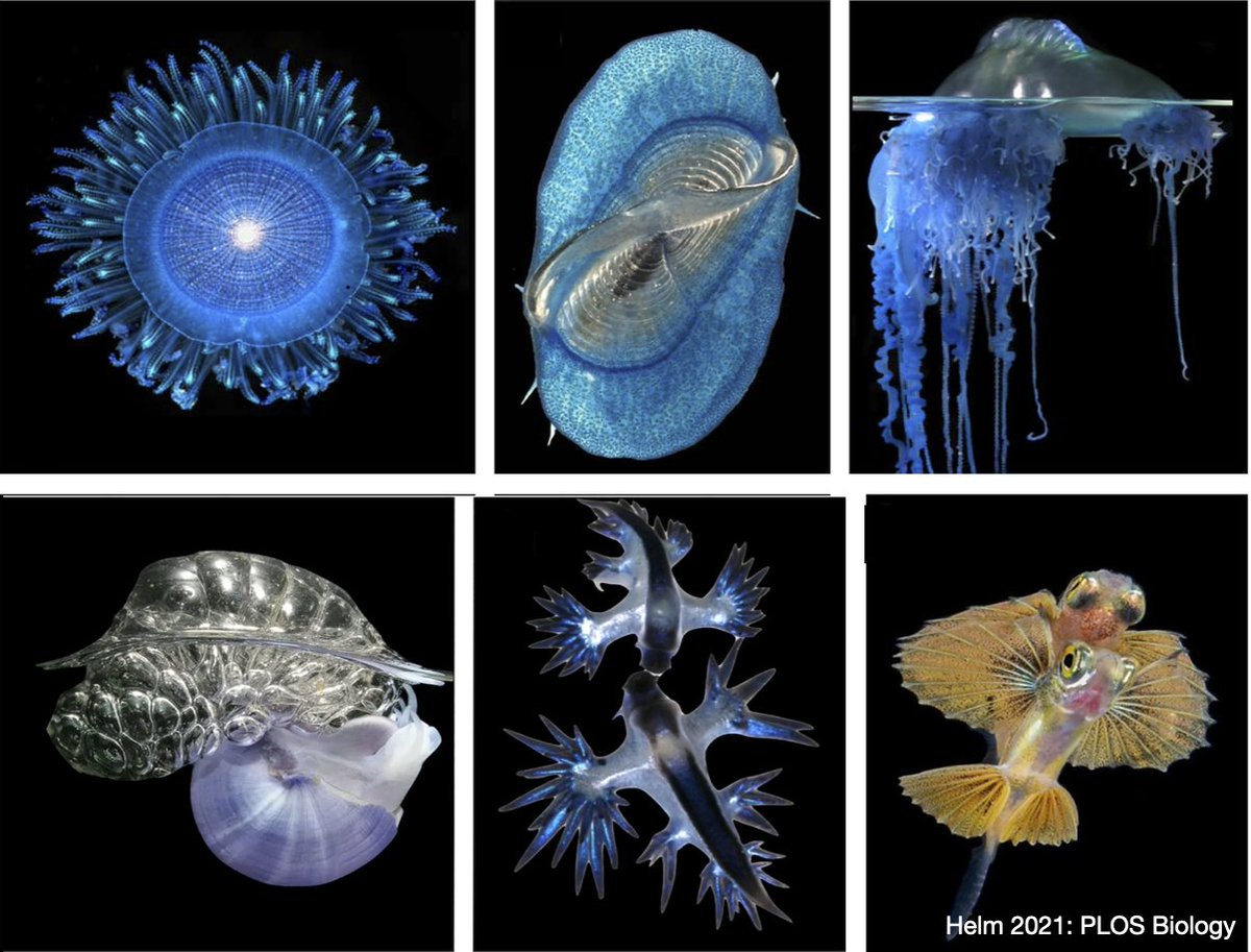 Source: Global Fishing Watch